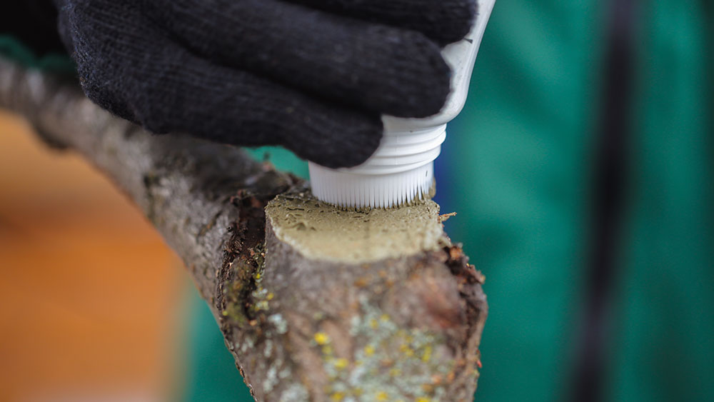 Corrective Pruning Sandston, VA