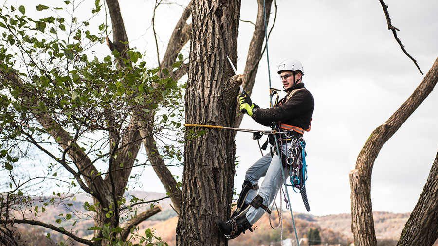 Tree Trimming Sandston, VA