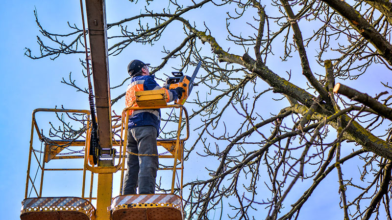 Tree Topping Sandston, VA